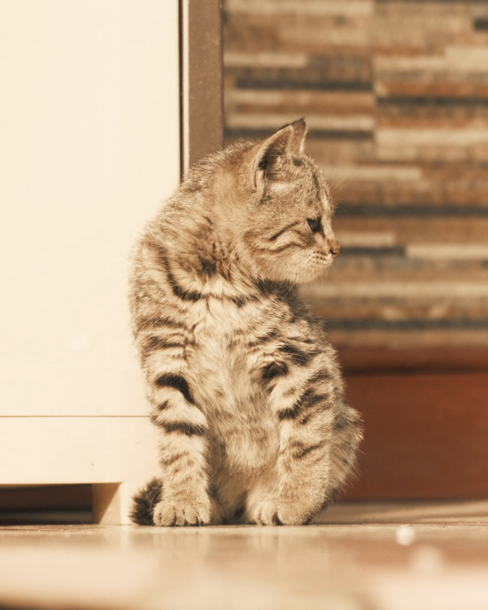 Featured image for Automatic Litter Box Problems: What Goes Wrong and Why