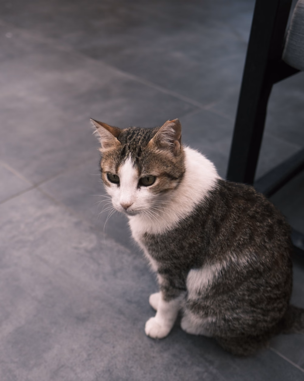 Featured image for Cat Litters Compared: Clay, Silica, Pine and Tofu