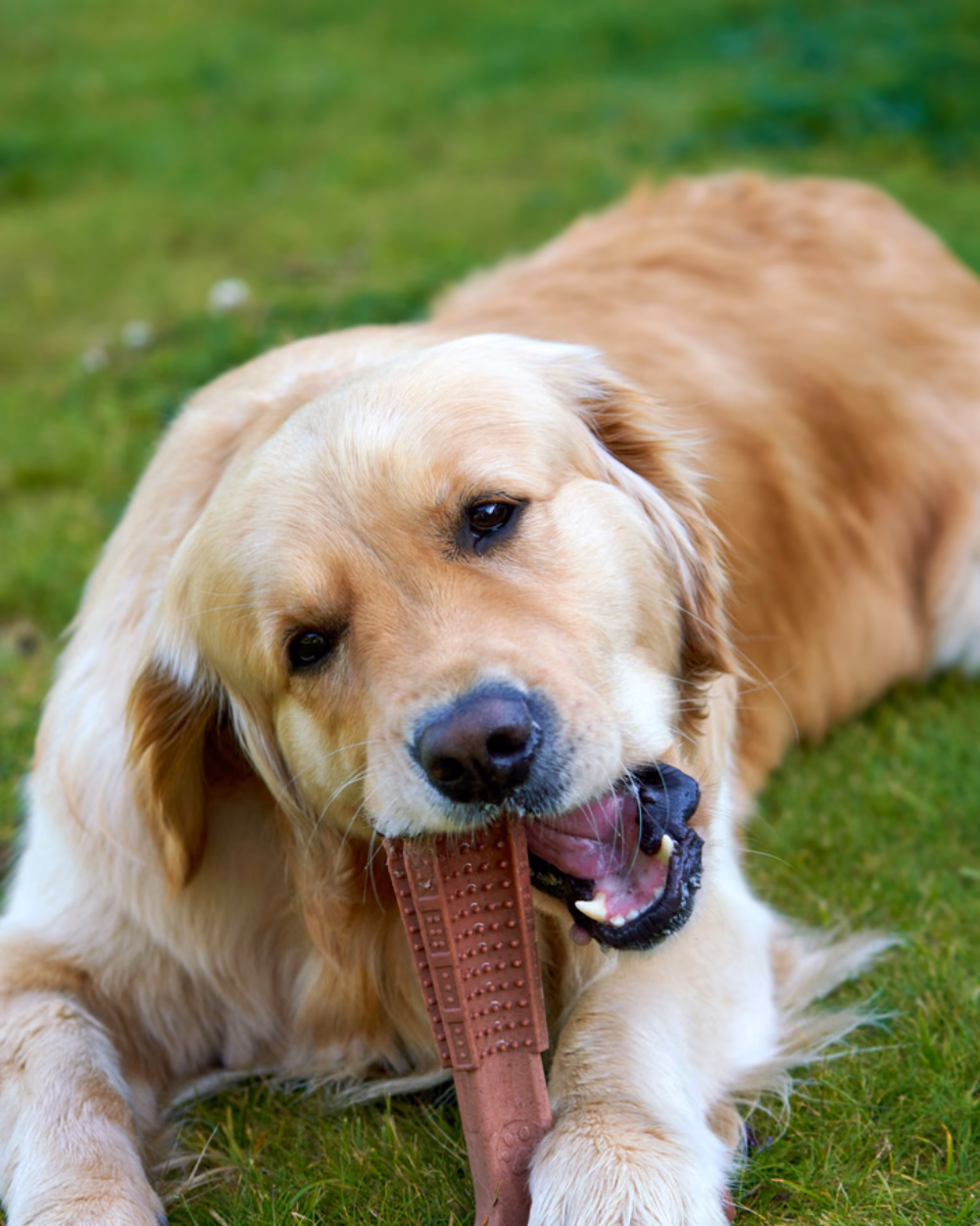 Featured image for Toys That Outlast a Power Chewer
