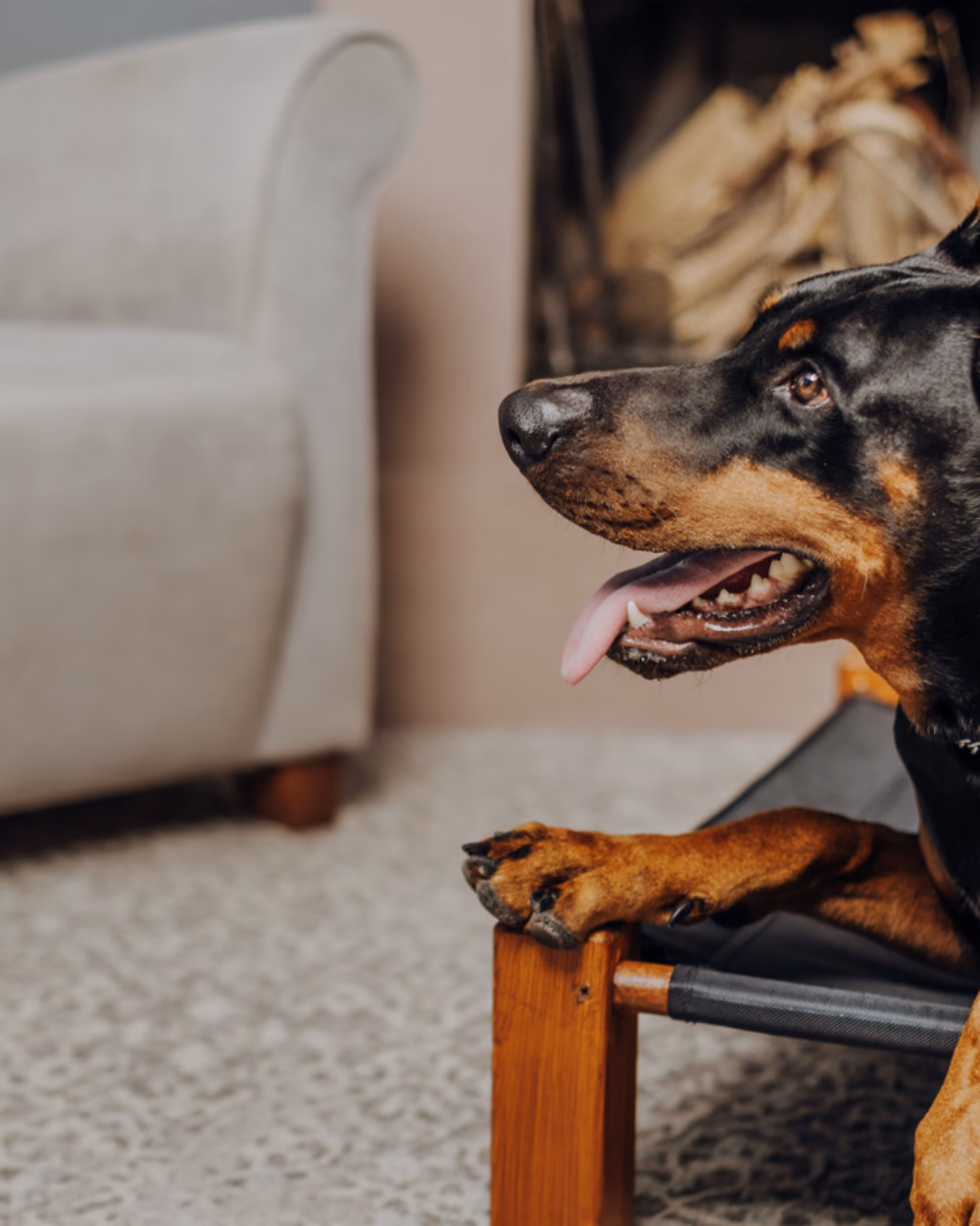 Featured image for Bissell Little Green or Hoover CleanSlate for Pet Stains