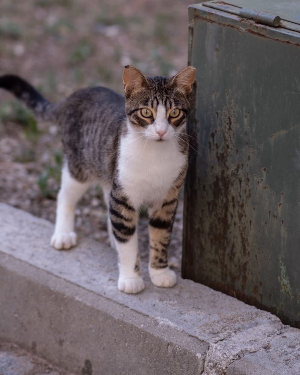 Featured image for Cat Litter: Clumping, Dust and What Controls Odour