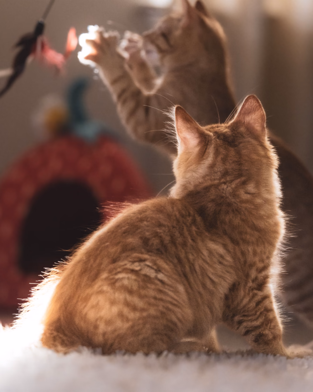 Featured image for How Many Litter Boxes Per Cat, and Where to Put Them